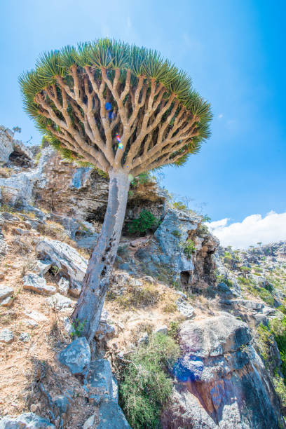 istock Socotra Archipelago, UNESCO World Heritage 826512604