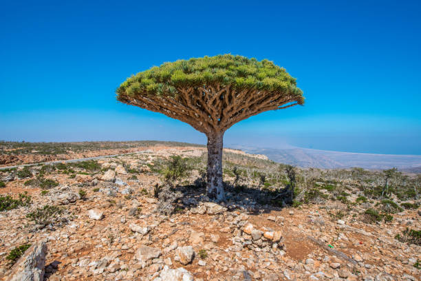 istock Dragon tree on the Socotra Island, Yemen 826512754