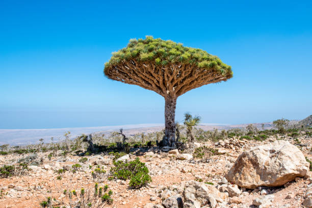 istock Dragon tree on the Socotra Island, Yemen 826512758