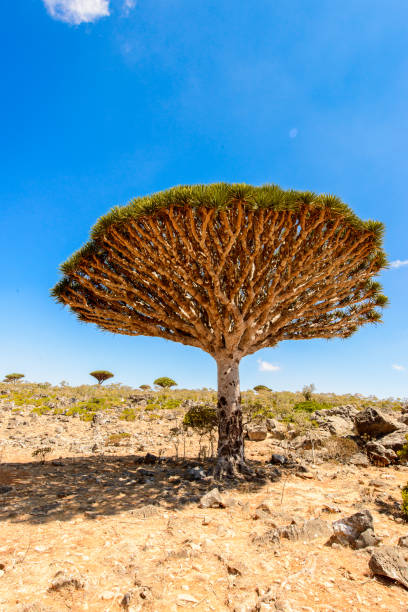 istock Gragon tree on the Socotra Island, Yemen 826512796