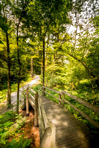 istock Stairs in a wooded area 826515140