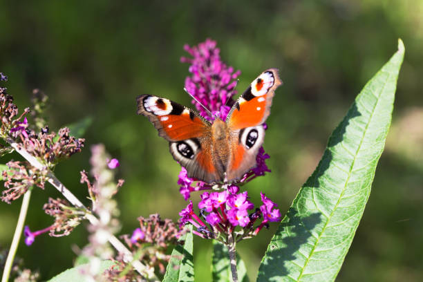 istock Butterfly, butterfly, Little fox, Aglais urticae 826515908