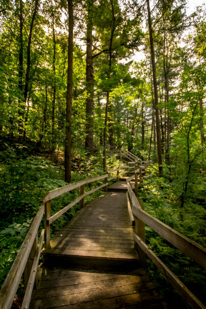 istock Stairs in a wooded area 826518912