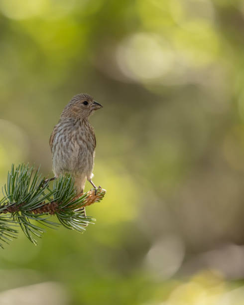 istock Backlit Female Crossbill on Pine Branch 826519032