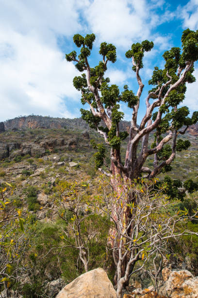 istock Nature of Socotra Island archipelago 826519038