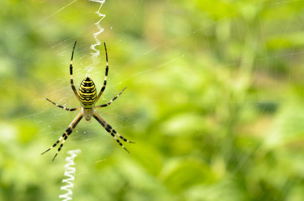istock Black and yellow striped spider on the web. 826519256