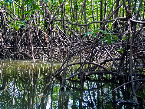 Pacific Mangrove forest in Corcovado National Park - Costa Rica