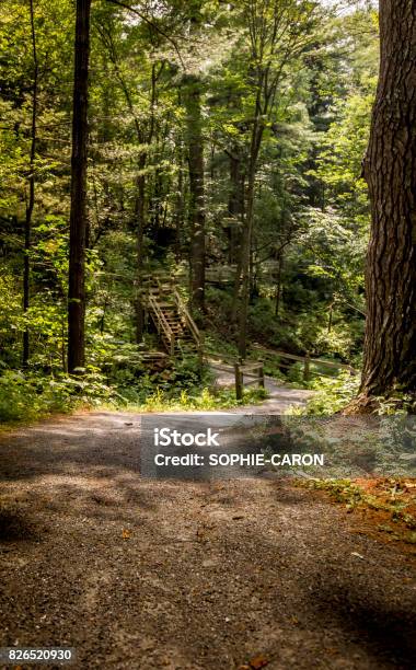 Stairs In A Wooded Area Stock Photo - Download Image Now - Canada, Marching, Montérégie