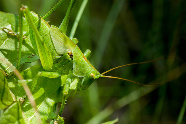 istock Grasshopper covered with drops of water on a leaf 826524214