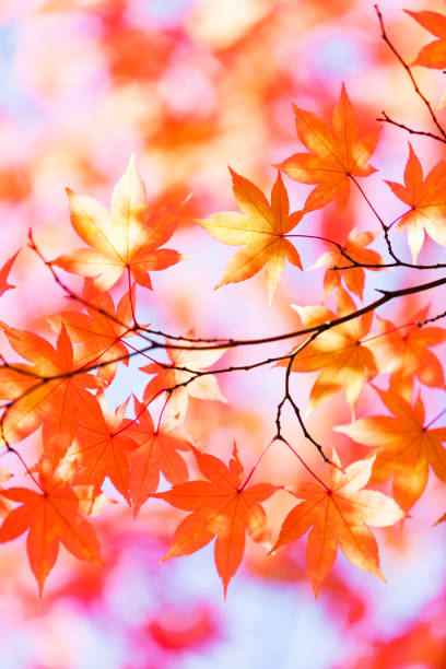 istock Autumn Orange Leaves With Morning Sunlight 826524288