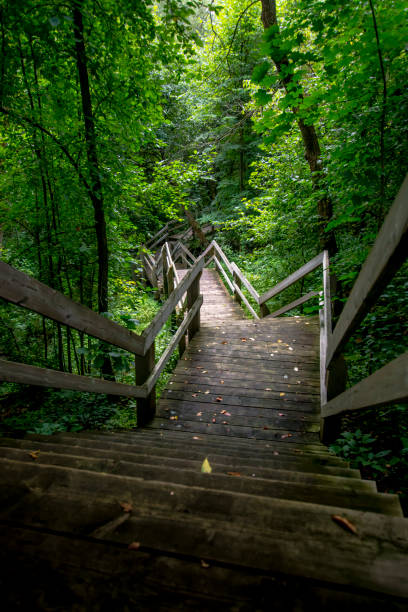 istock Stairs in a wooded area 826524354