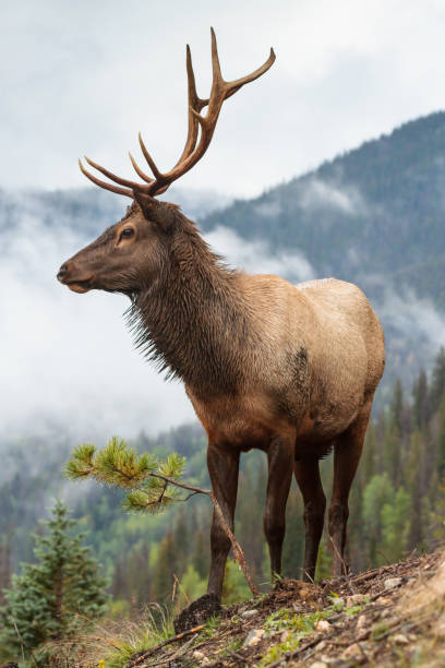 Elk of The Colorado Rocky Mountains Wild Elk in the Rocky Mountains of Colorado bull pine stock pictures, royalty-free photos & images