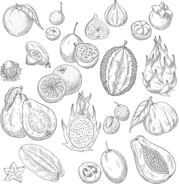 Vector exotic or tropical fruits sketch icons set Exotic fruits sketch of papaya andmango, figs and avocado, passionfruit maracuya and carambola, durian and guava or feijoa, lichee, mangosteen or rambutan. Vector whole and cut slice fruits pineapple guava stock illustrations