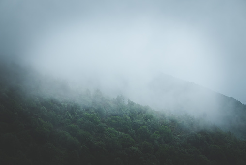 Moody minimalistic background of foggy trees on the hill