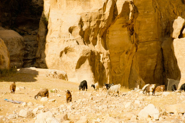 istock Nature of Jordan 826527476