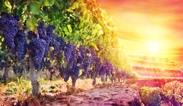 istock Ripe Grapes In Vineyard At Sunset - Harvest 826527538
