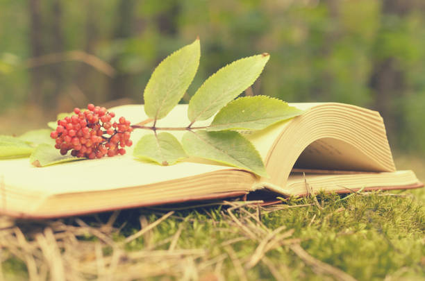 istock An open book on the grass decorated with a branch with berries. 826527704