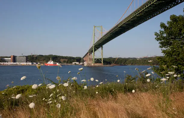 view from the grass with white flowers underneath the landmark A. Murray MacKay bridge in Halifax, Nova Scotia, with Dartmouth across the harbour