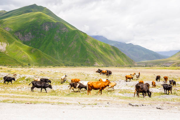 istock Cows in front of the mountains 826537522