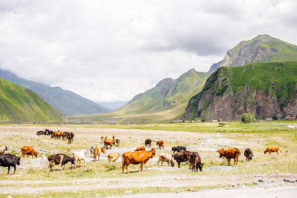 istock Cows in front of the mountains 826537538