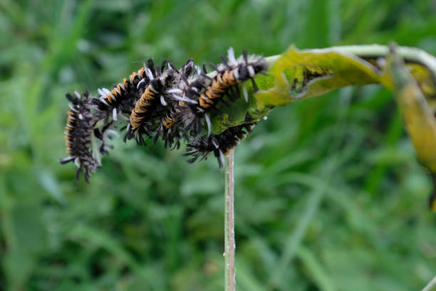 istock Milkweed Tussock Moth or Milkweed Tiger Moth 