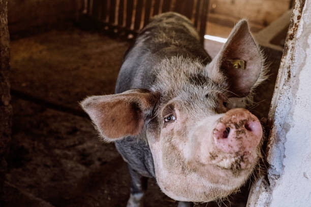 istock Dirty pig stands in the stable 826544236