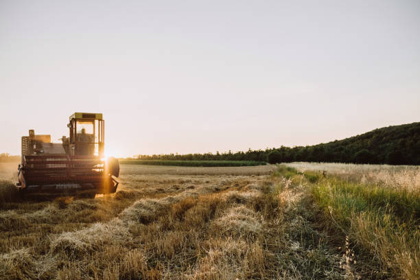 istock Combine Harvester in Wheat Field during Harvest 826544254