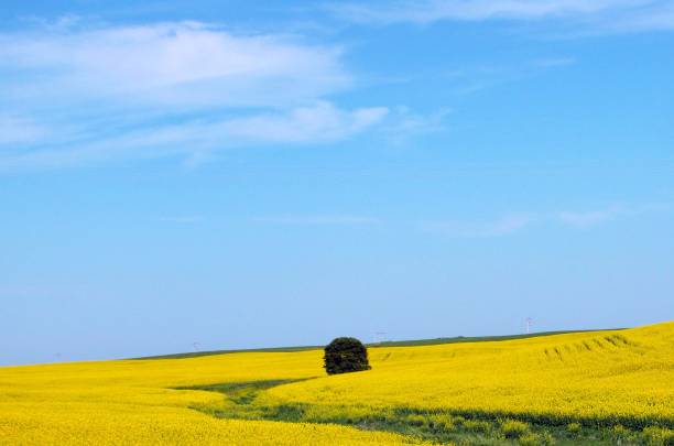 feild olio di canola - saskatoon saskatchewan prairie field foto e immagini stock