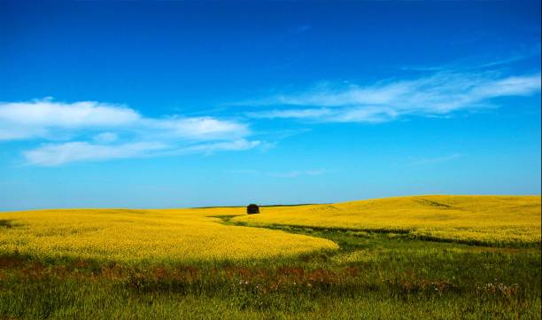 aceite de canola feild - saskatoon saskatchewan prairie field fotografías e imágenes de stock