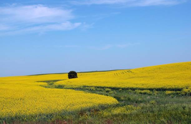 aceite de canola feild - saskatoon saskatchewan prairie field fotografías e imágenes de stock