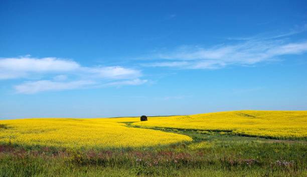 aceite de canola feild - saskatoon saskatchewan prairie field fotografías e imágenes de stock