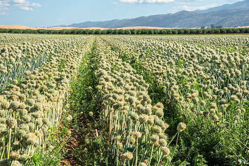 Many acres of onions growing in Colusa County, California.