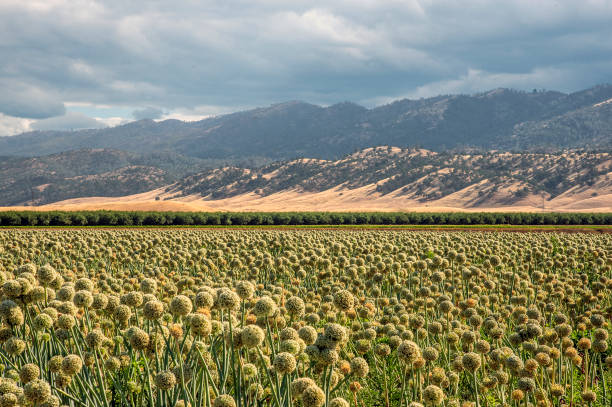 istock Acres of onions 826548594