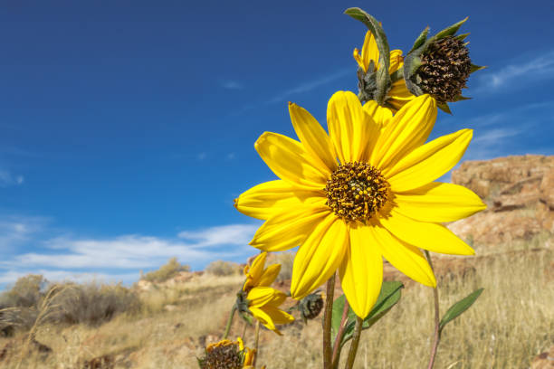 istock Landscape on Antelope Island 826551160