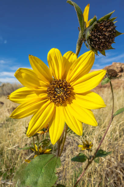 istock Landscape on Antelope Island 826551270