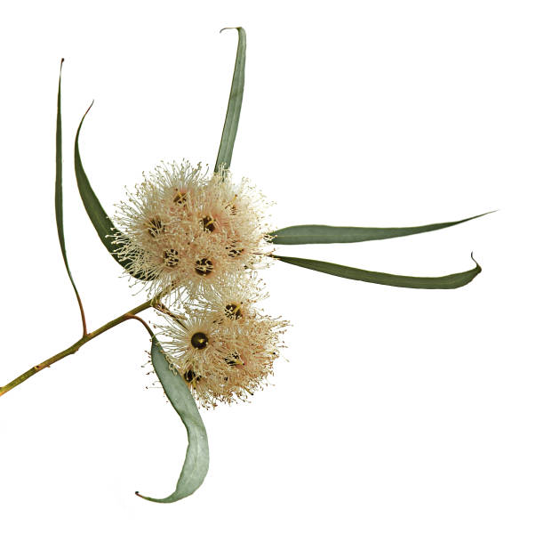 istock close up of eucalyptus flower 826551390