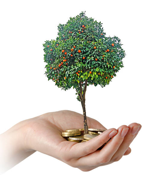 istock Citrus sapling growing from pile of coins 826551568