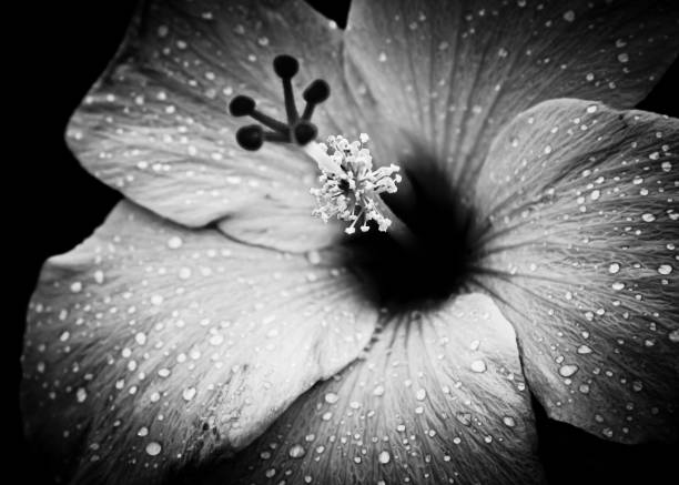 istock Rainwater on Hibiscus flower 826551980