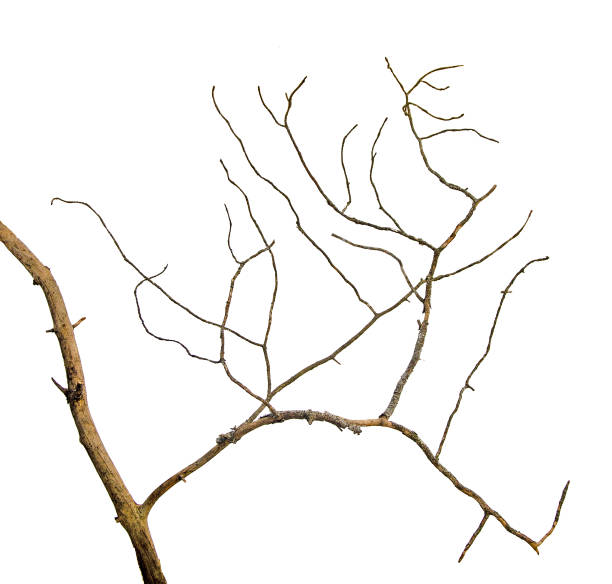 close up of dry branch