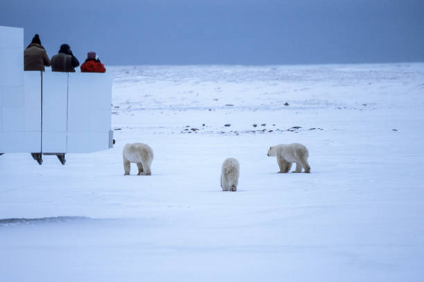 mãe e dois filhotes, sendo observados no selvagem - arctic manitoba churchill manitoba canada - fotografias e filmes do acervo