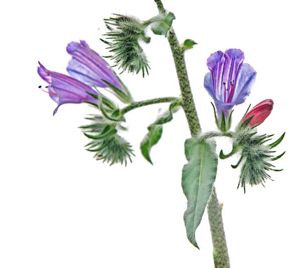 istock Close up of flower 826553322