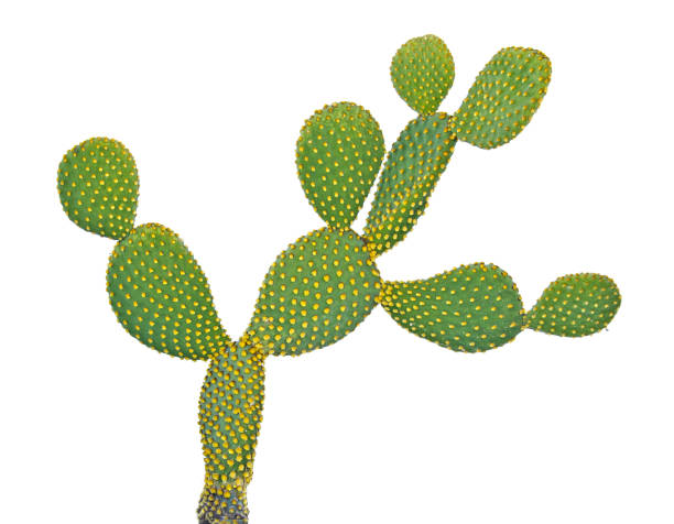 istock Opuntia cactus isolated on white background 826553374