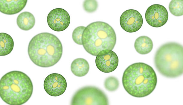 Single-cell algae with lipid droplets. Biofuel production. Illustration of microalgae under the microscope, isolated on white. chlorella stock pictures, royalty-free photos & images