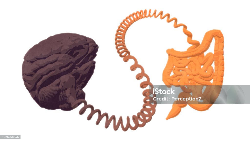Gut–brain axis. The gut-brain connection. Illustrated concept of interactions between gut microbiota and central nervous system. Intestine Stock Photo