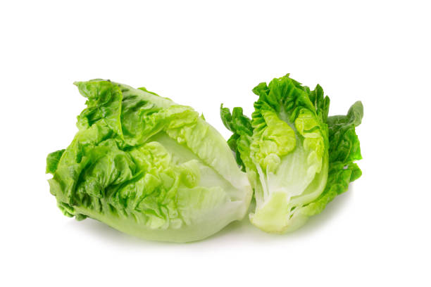 istock fresh baby cos (lettuce) on white background 826556228