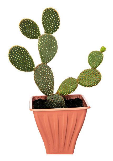 istock Opuntia cactus isolated on white background 826557390
