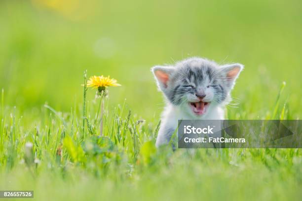 Photo libre de droit de Big Miaou banque d'images et plus d'images libres de droit de Chat domestique - Chat domestique, Félin, Chaton