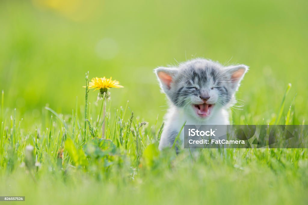 Grande Meow - Foto stock royalty-free di Gatto domestico