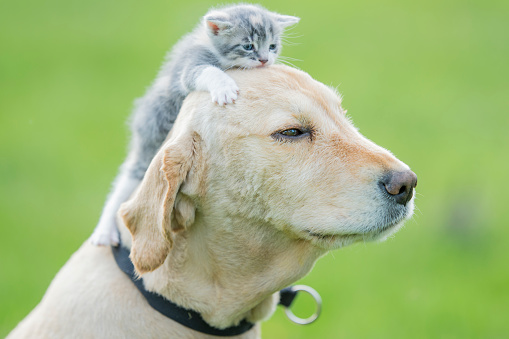 A purebred golden retriever dog is being introduced to a new addition to his family. The kitten climbs on the head of the puppy as he looks off into the distance.