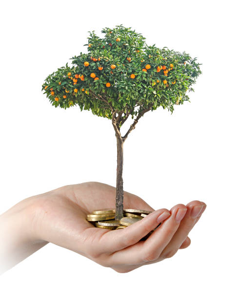 istock Citrus sapling growing from pile of coins 826559998